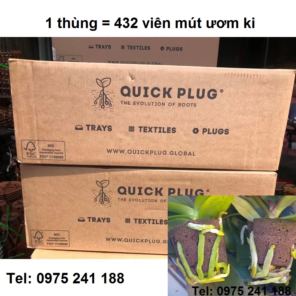 1 thùng mút ươm ki Hà Lan (432 viên) - Ảnh 1